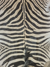 Load image into Gallery viewer, Zebra skis trophy grade
